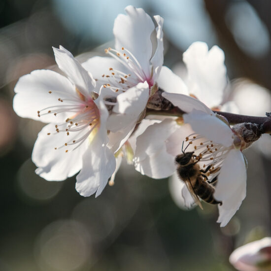 abeille butine amandier fleur printemps ruche