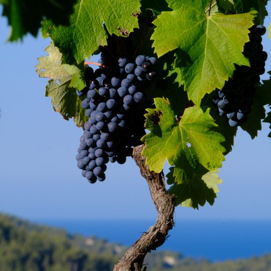 mourvedre roi de bandol cepage tanins