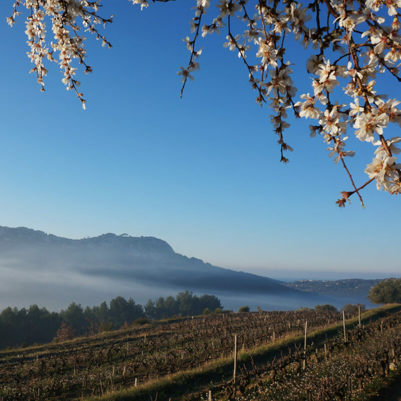 terroir de vin canadel restanques amandiers fleurs mer